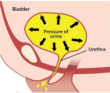 See how the pressure builds up all on its own without me forcing, I love how my bladder pushes out my pee